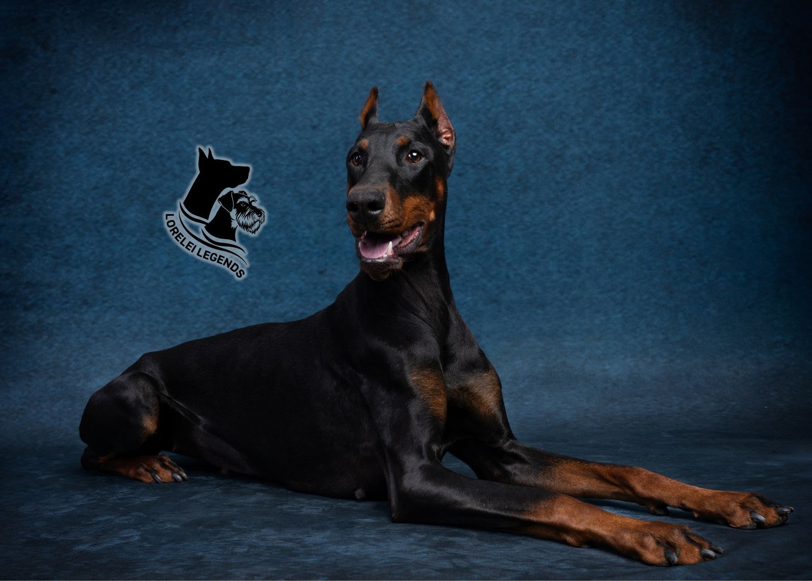 Pure European Doberman Guardian Opportunity (19mo)