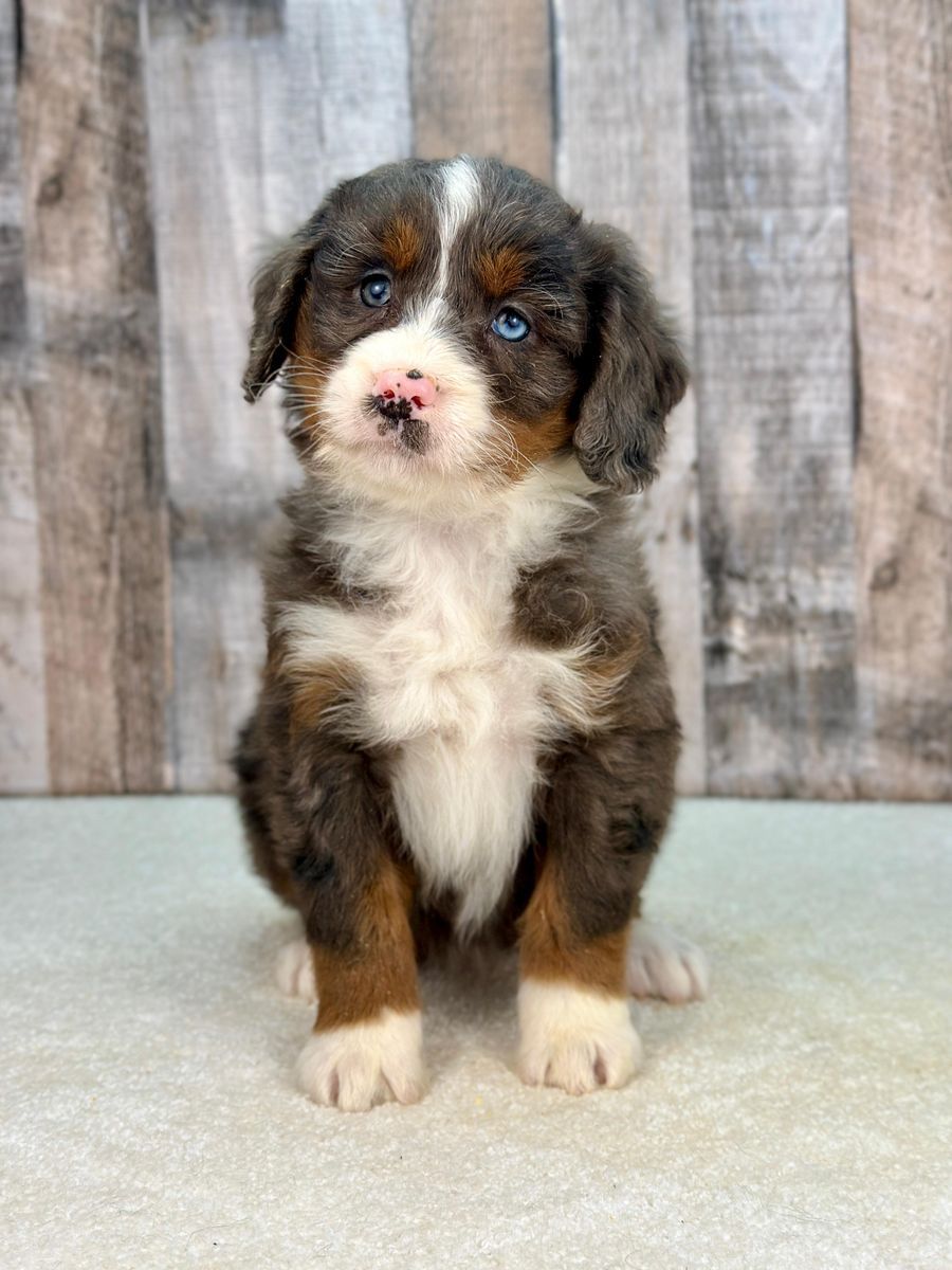 Girl Vania – Merle Mini Bernedoodle ($2200)