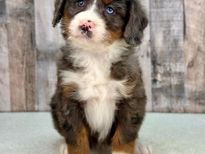 Girl Vania – Merle Mini Bernedoodle ($2200)