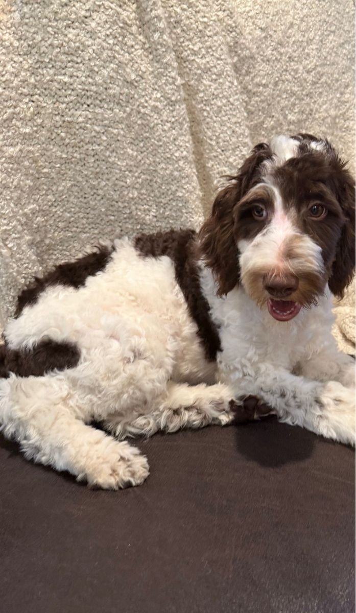 Adorable Brown and White Bernedoodle Puppy 