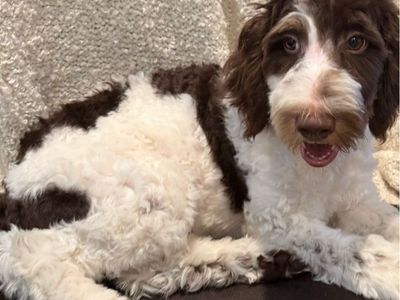 Adorable Brown and White Bernedoodle Puppy