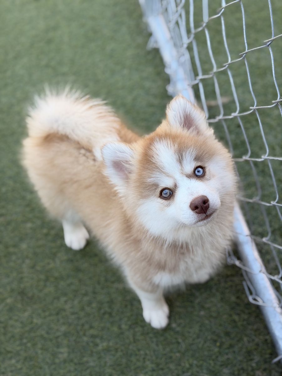 Arctic Spitz (“Pomsky”/“Mini Husky”) Pups