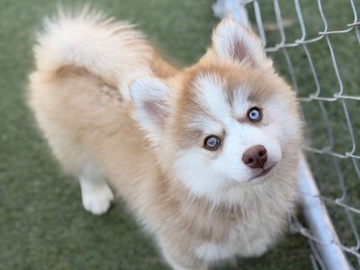 Arctic Spitz (“Pomsky”/“Mini Husky”) Pups