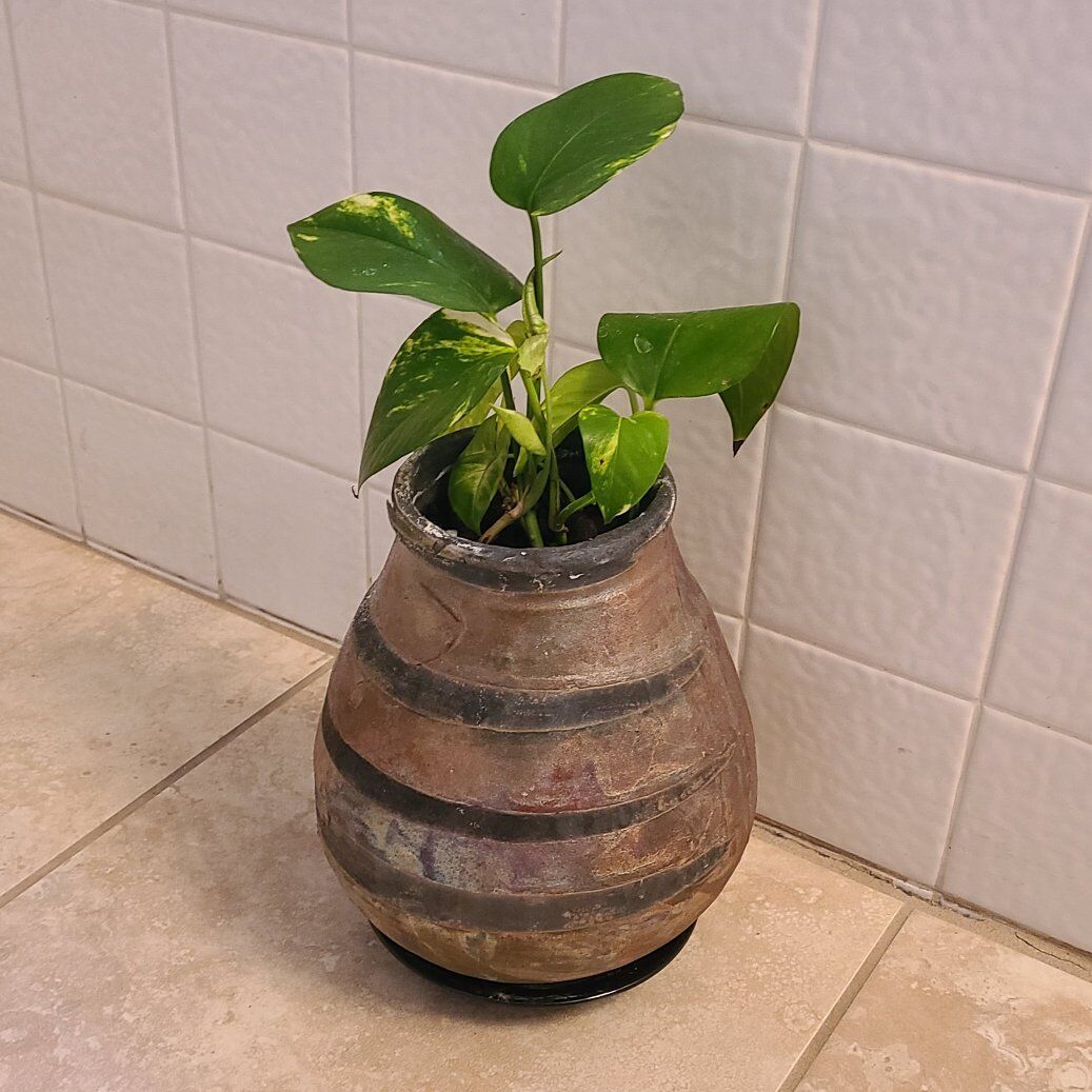 Medium Pottery Plant