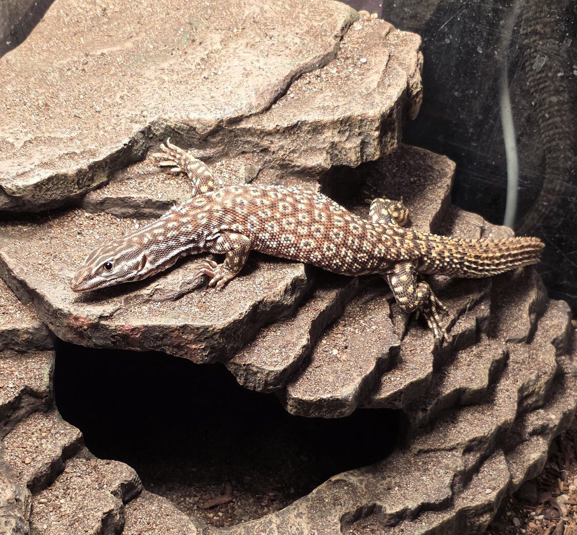 Red Ackie Monitor and Enclosure