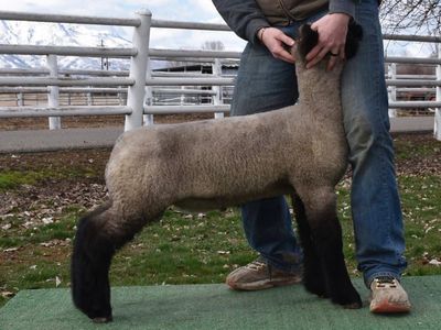 Show Lamb Sale