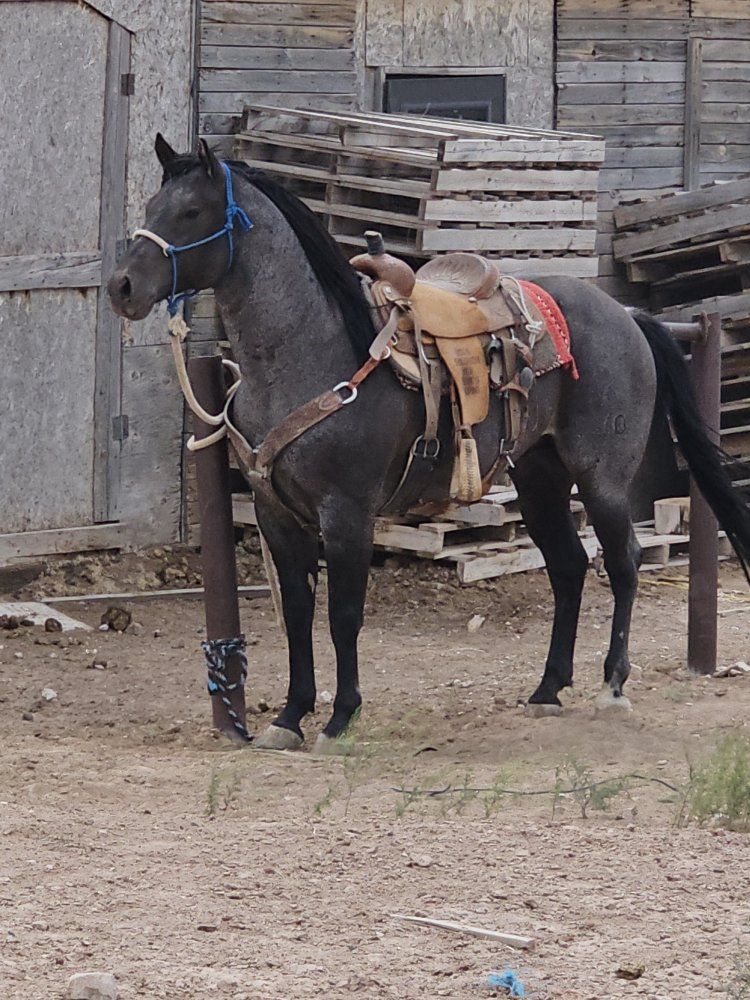 AQHA BLUE ROAN STALLION
