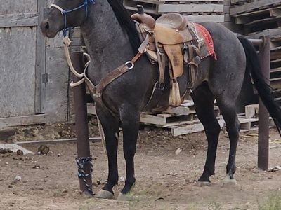 AQHA BLUE ROAN STALLION