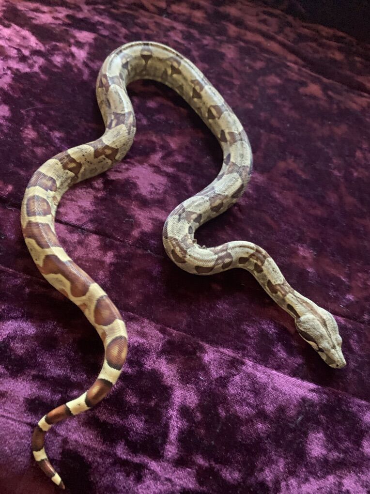 Baby Hypo Jungle Boa