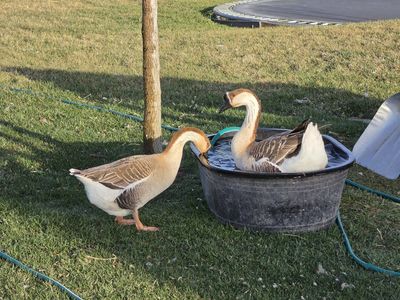 Mated pair of African Geese