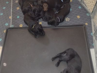 HUNTERS: Your Next Best Friend Is Ready To Come Home