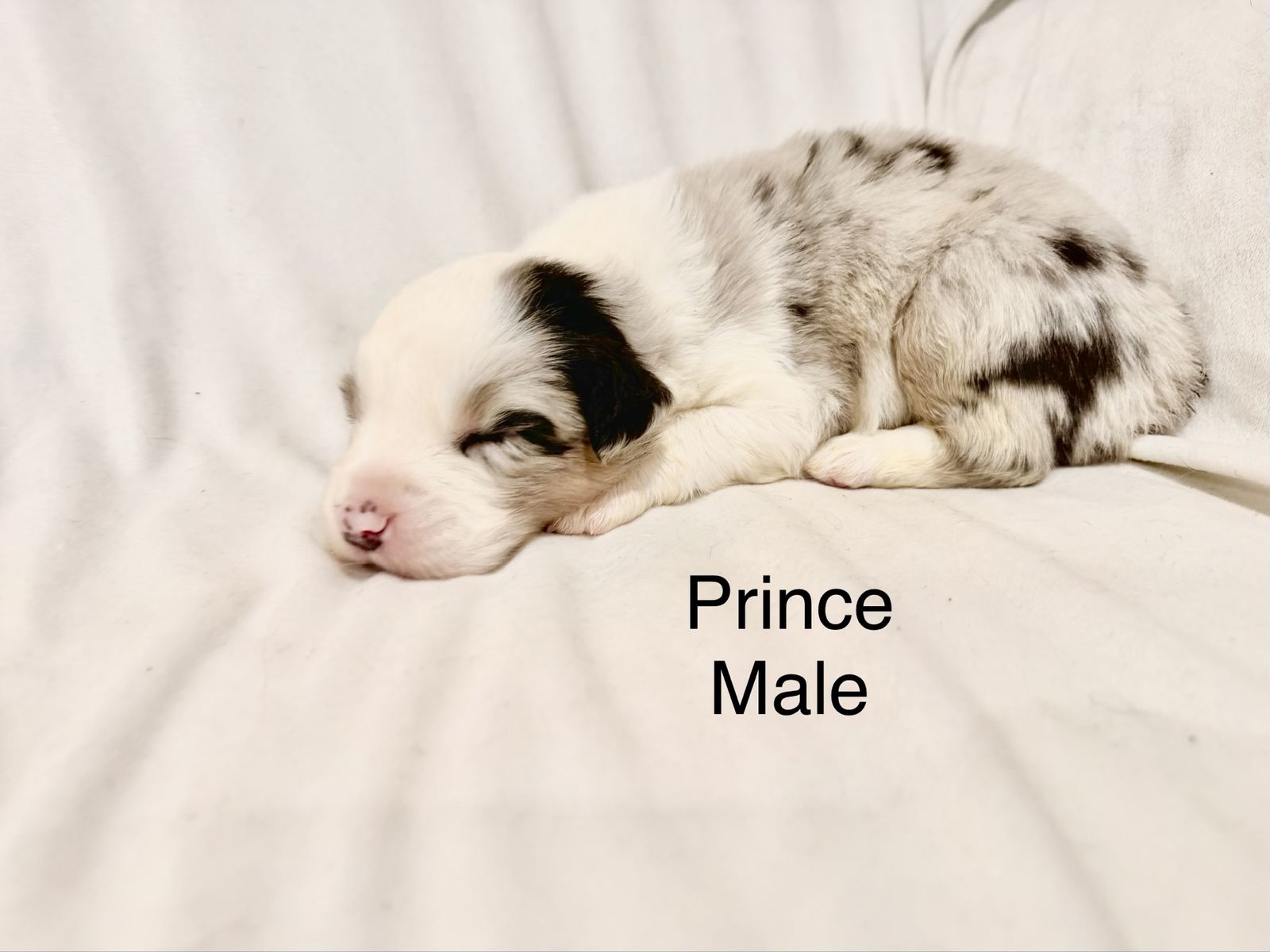 AKC registered ASCA eligible