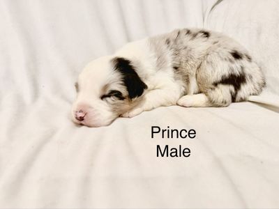 AKC registered ASCA eligible