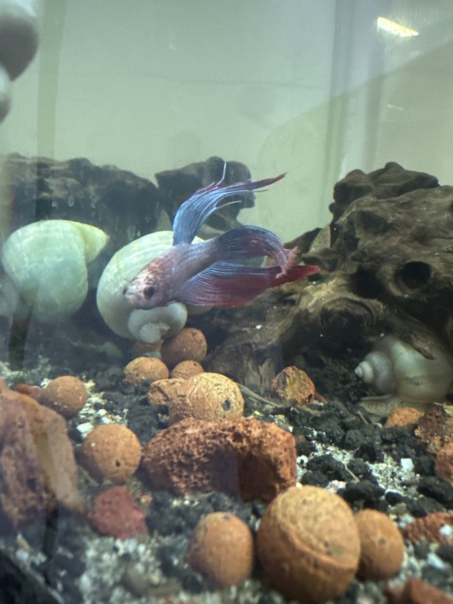 Male betta