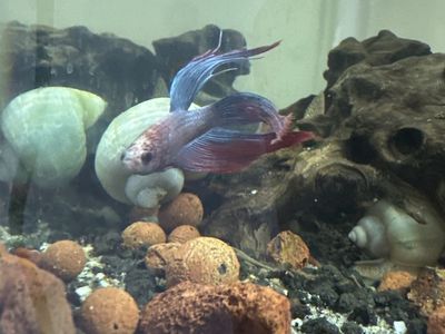 Male betta