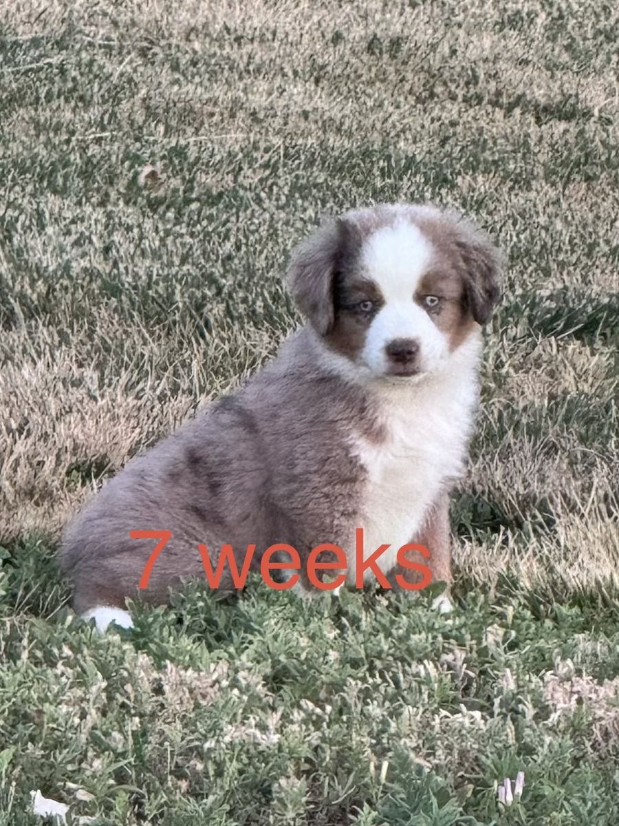 Mini/toy Aussie puppies 