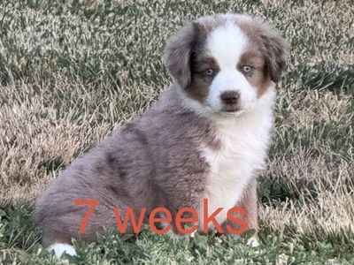 Mini/toy Aussie puppies