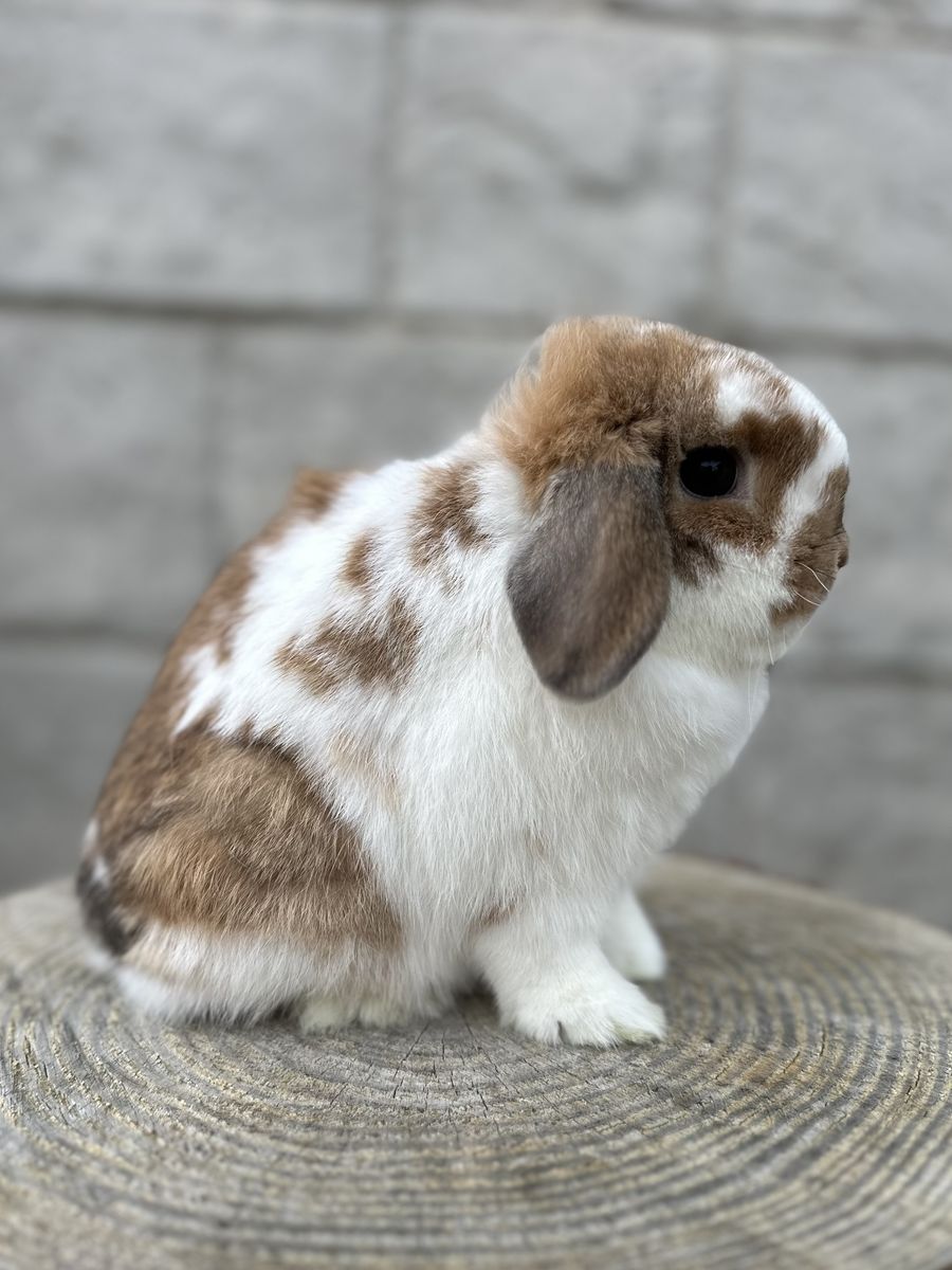 Broken Orange Holland Lop Female