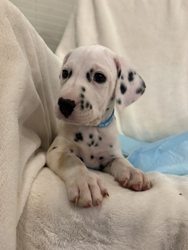 Purebred Dalmatian Puppies