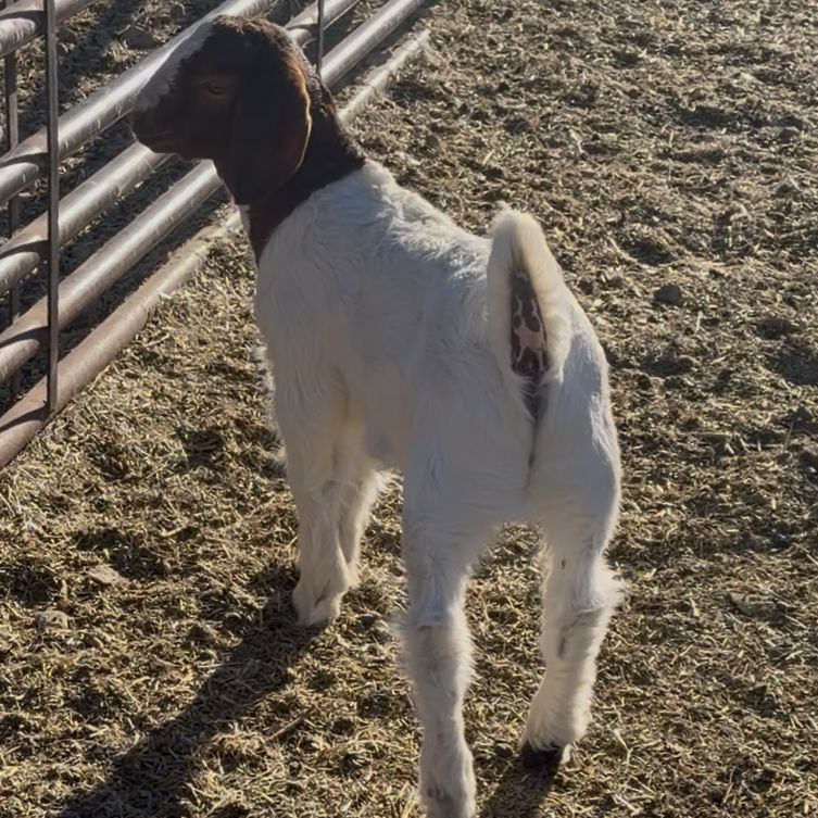 Show Wether -   Tag JOY