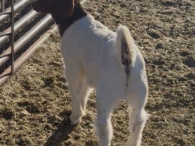 Show Wether - Tag JOY