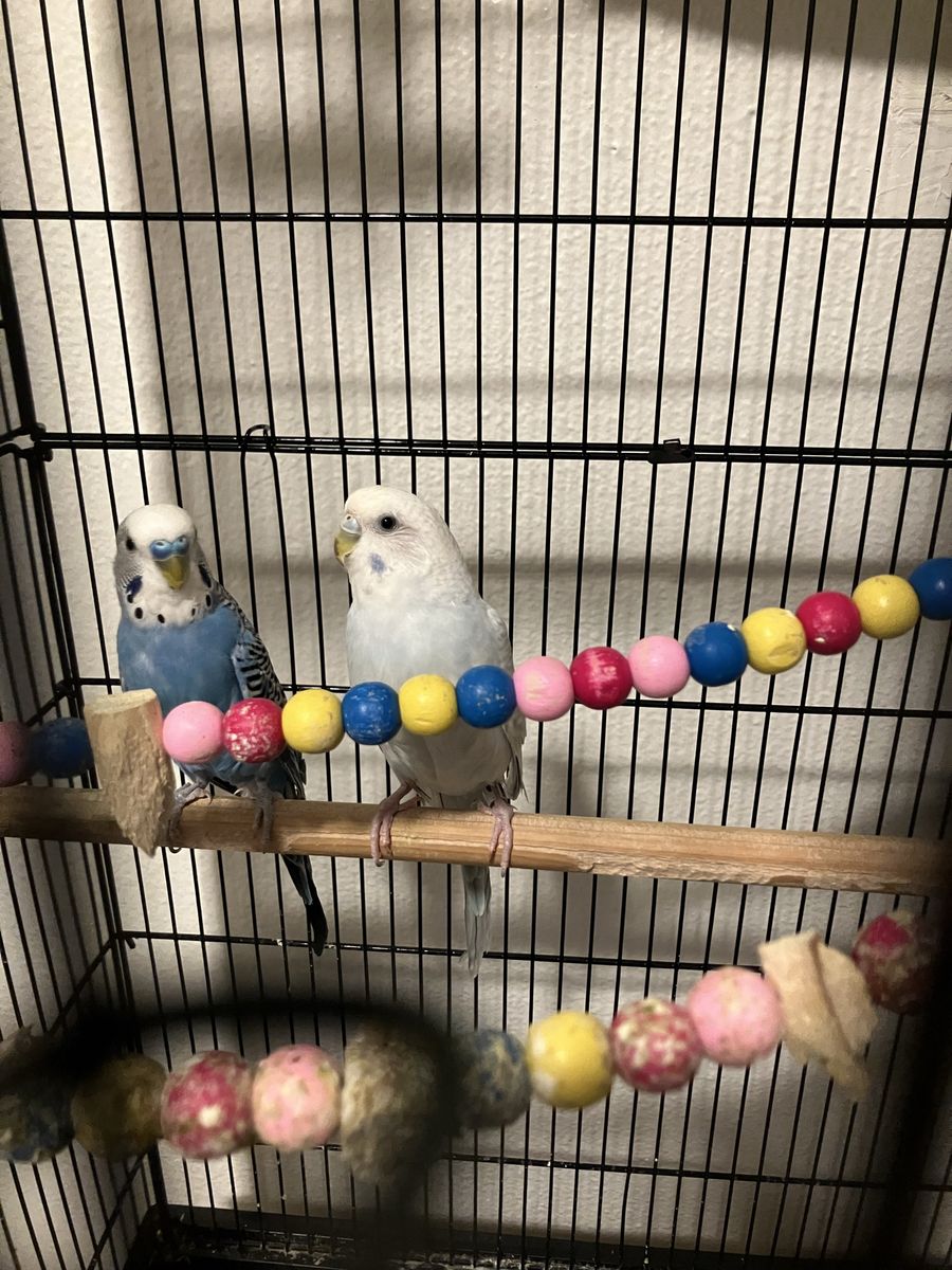 Birds and cage