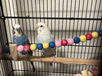 Birds and cage