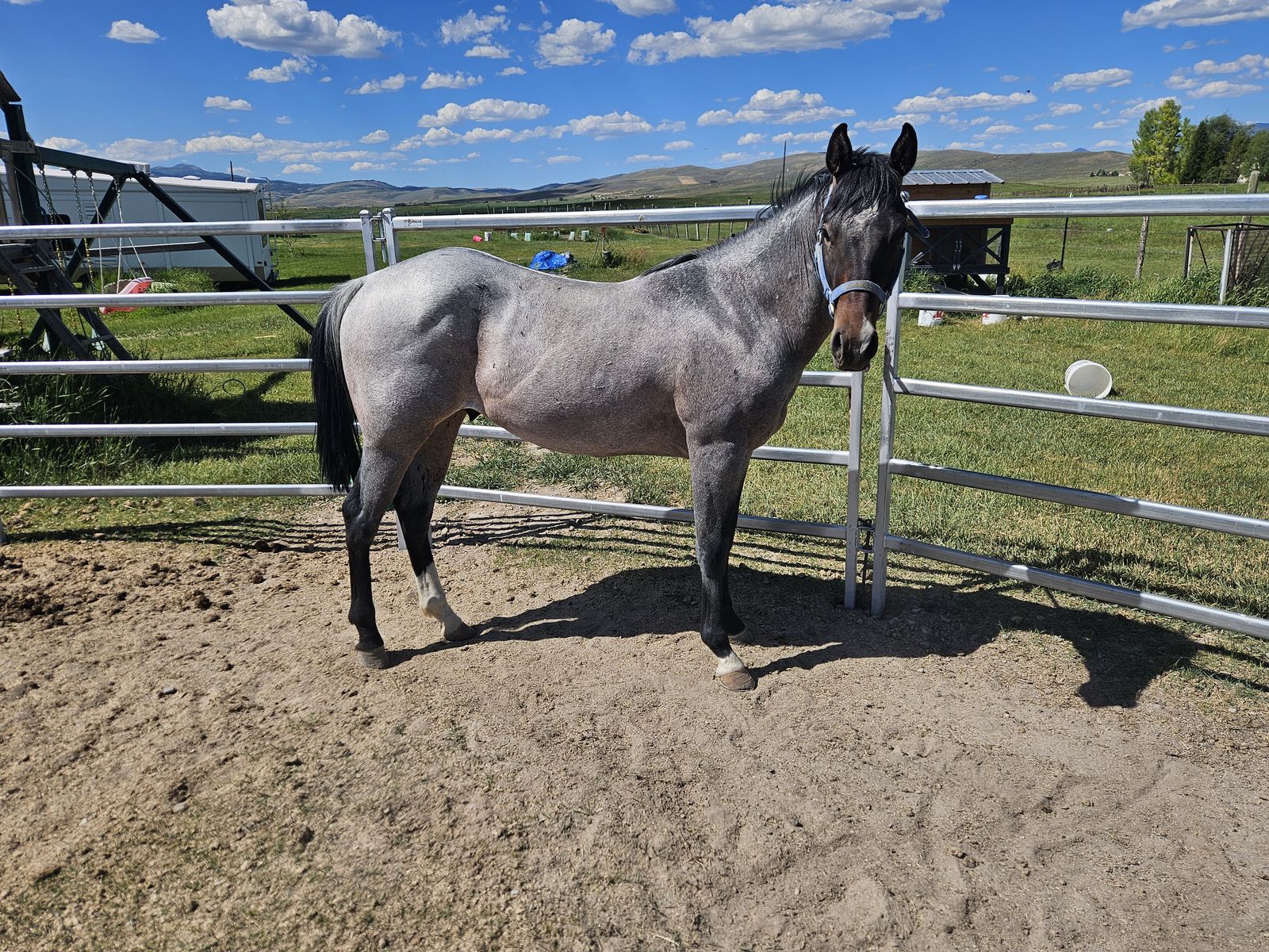 Stud horse