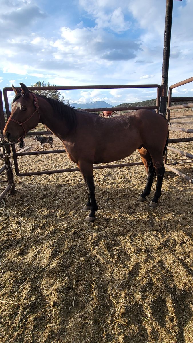 Bay gelding