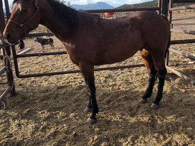 Bay gelding