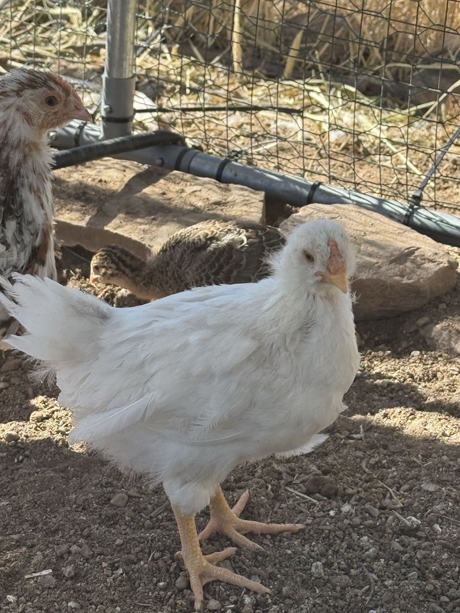 Blue & Splash Easter Eggers