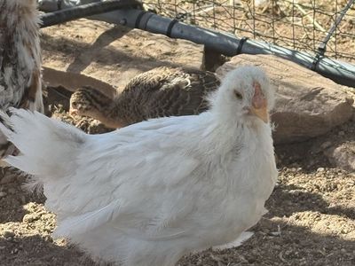 Blue & Splash Easter Eggers