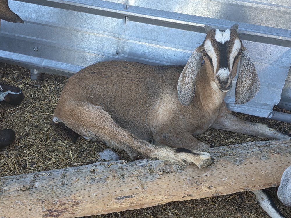 Nubian Bucklings