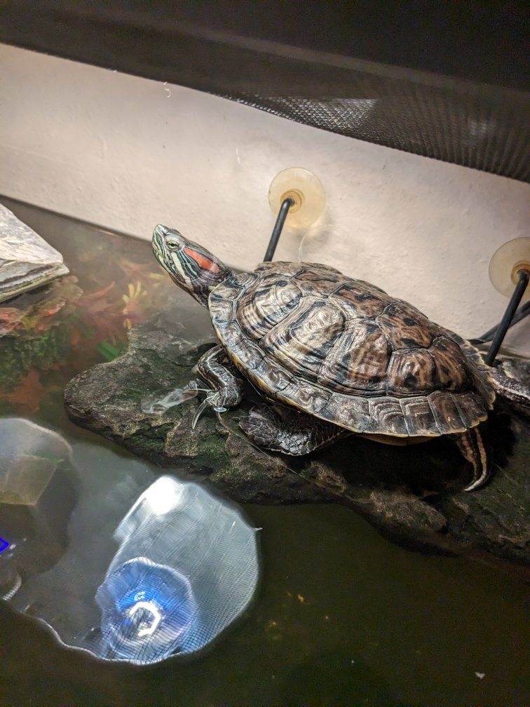 Two red ear sliders