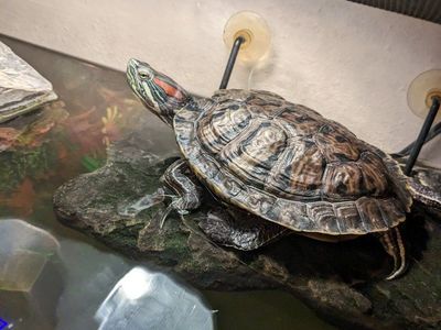 Two red ear sliders