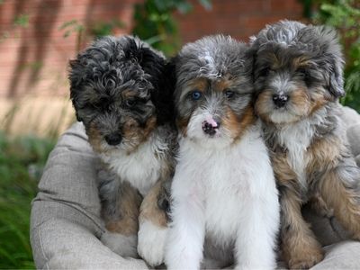 Wolf the Mini Bernedoodle Puppy - Hypoallergenic, Ready for a Loving Home!