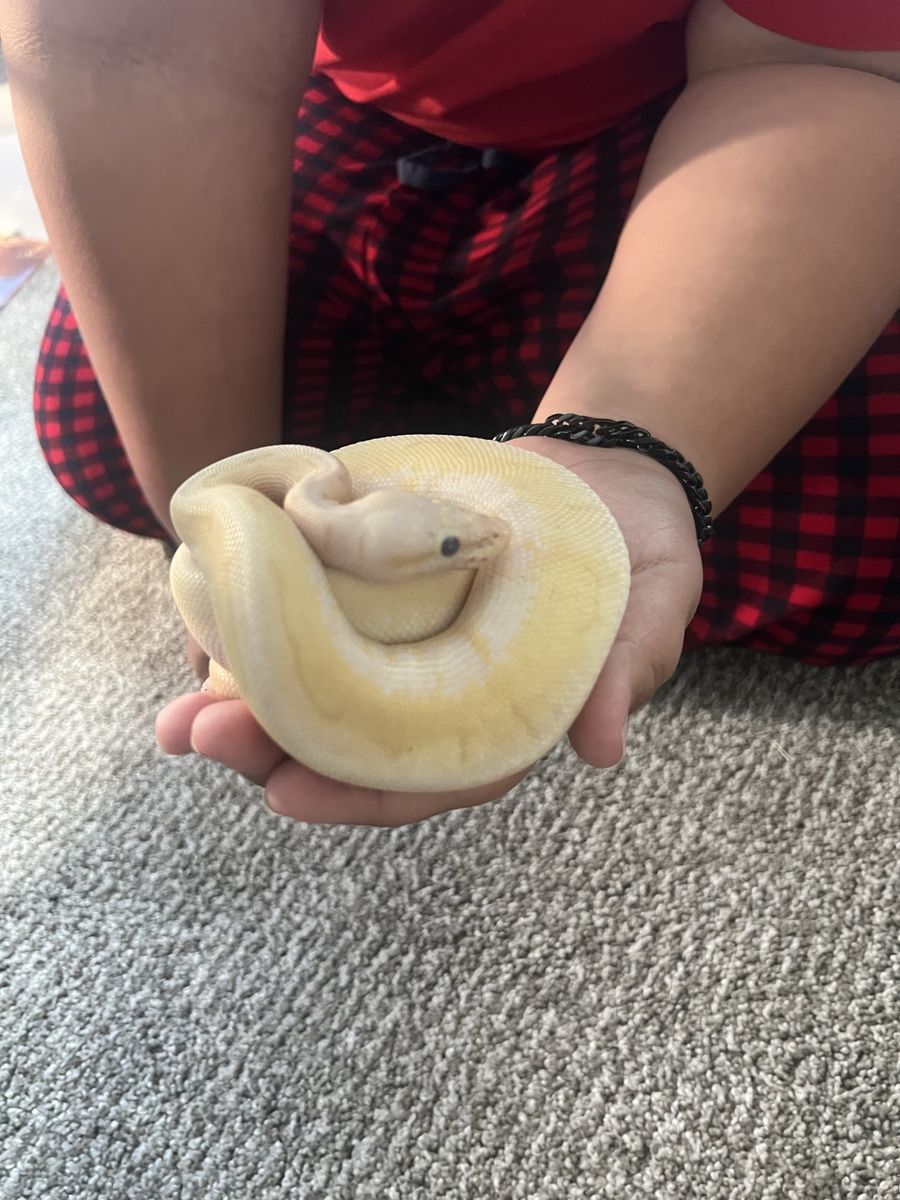 Rainbow Banana Ball Python