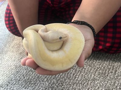Rainbow Banana Ball Python