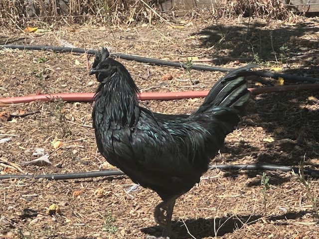 Selling a Couple Young Roosters