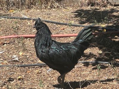 Selling a Couple Young Roosters