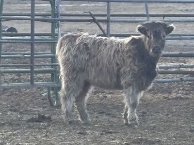 Highland Heifer