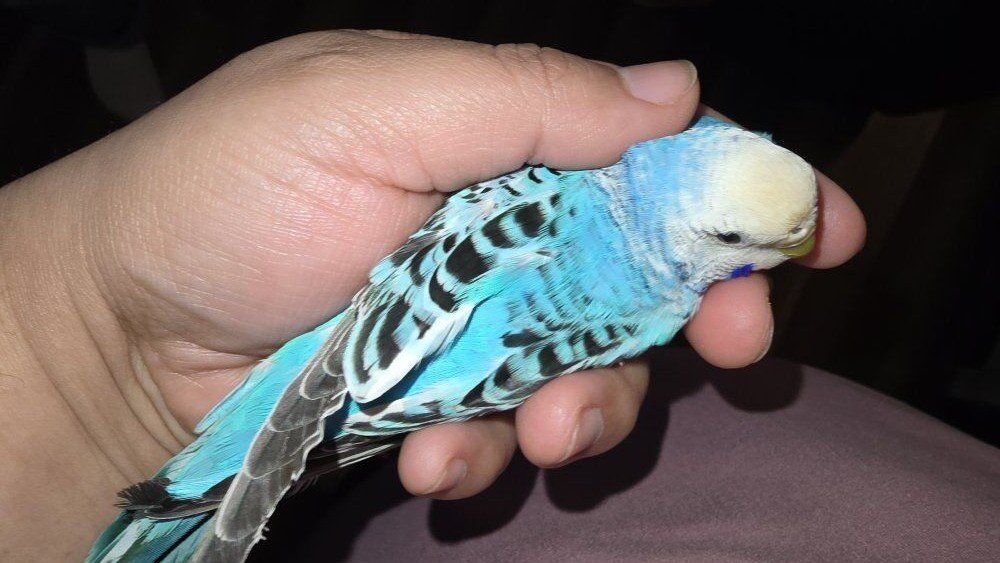 Blue Parakeet