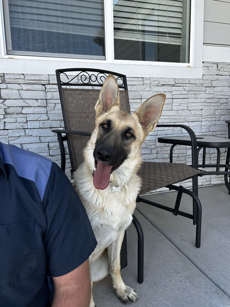 Female German Shepherd