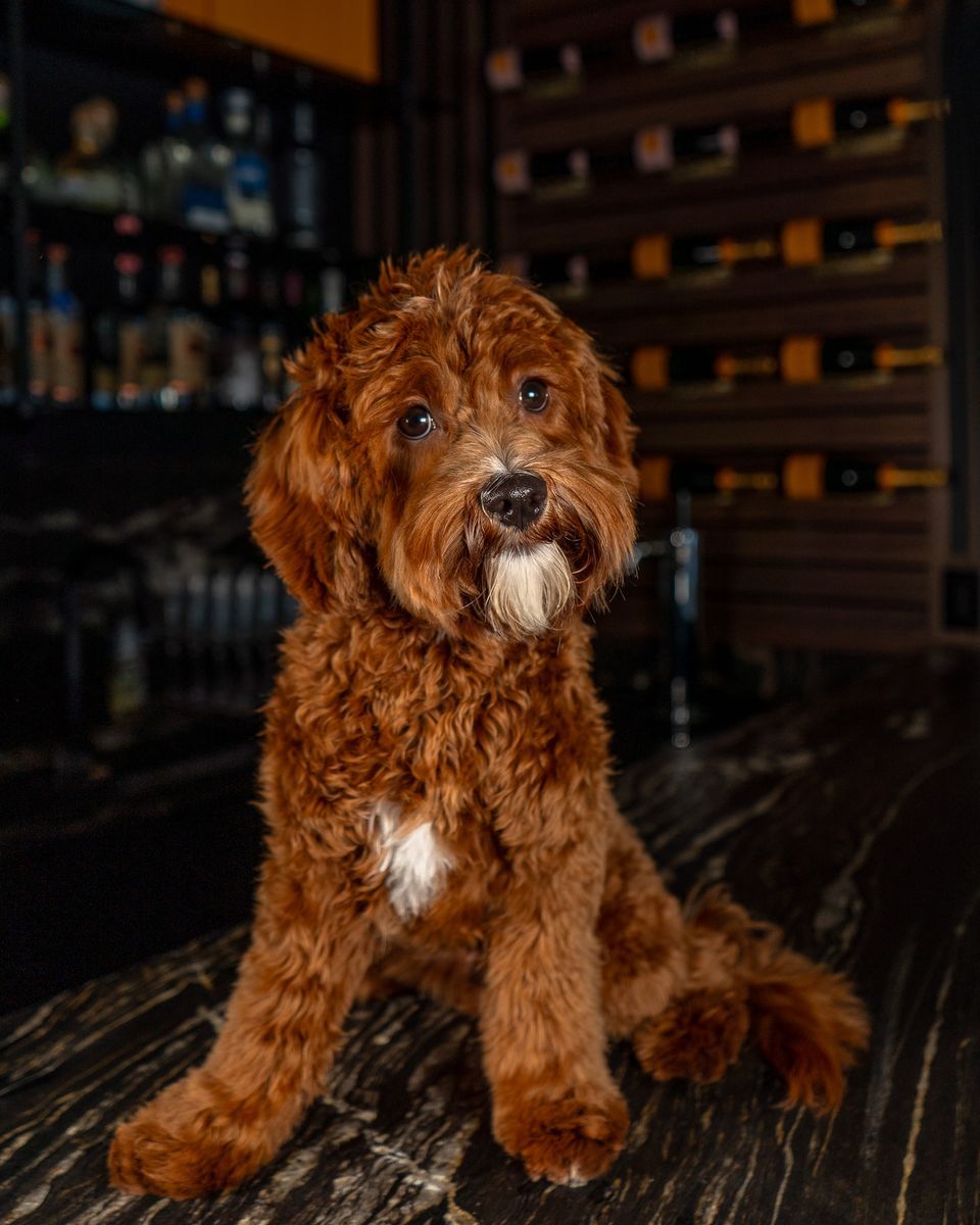 Stunning Deep Red/white Mini Cavapoo Stud