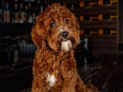 Stunning Deep Red/white Mini Cavapoo Stud