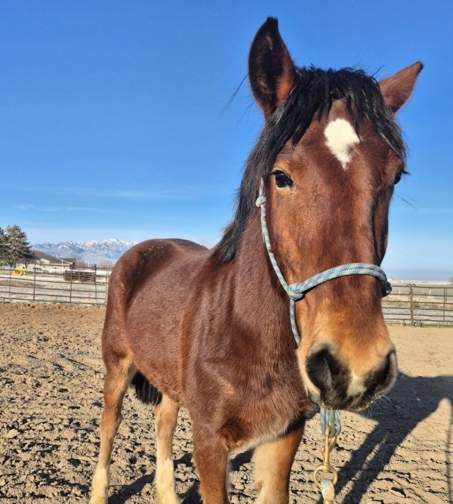Titled Yearling Mustang Gelding