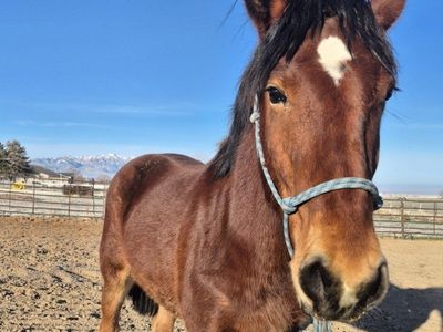 Titled Yearling Mustang Gelding