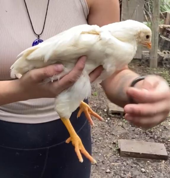 Easter Egger Pullet--Coop Ready Barnyard Mix