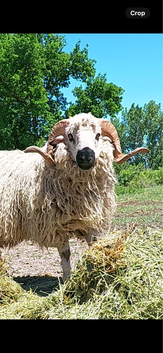 F1 Valais Rams