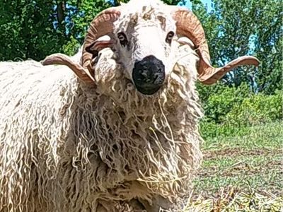 F1 Valais Rams